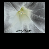 wildflower t-shirts