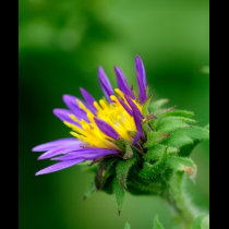 Wildflower t-shirts