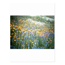 WILDFLOWERS 1 POSTCARDS