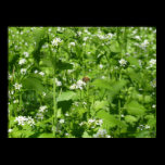 Wildflowers and a Bee posters