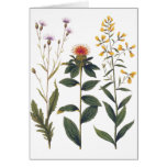 Wildflowers Antique Botanical Illustration Bertuch Greeting Card