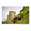 Wildflowers at the Cliffs of Moher, Ireland posters