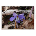 WildFlowers Birds-Foot Violet Hot Springs AR Gifts card