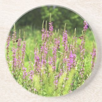 Wildflowers Coaster coaster