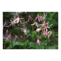Wildflowers - Fawn Lilies photography