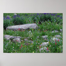 Wildflowers in the Rocky Mountains Posters