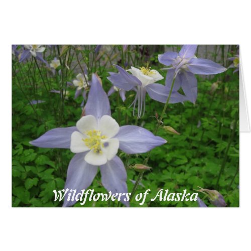 Wildflowers of Alaska-Columbine (Aquilegiacan) card