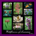 Wildflowers of Louisiana posters