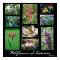 Wildflowers of Louisiana posters by naturegirl7 Wildflowers of Louisiana posters