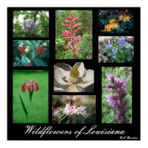 Wildflowers of Louisiana posters by naturegirl7 Wildflowers of Louisiana posters
