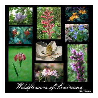 Wildflowers of Louisiana print