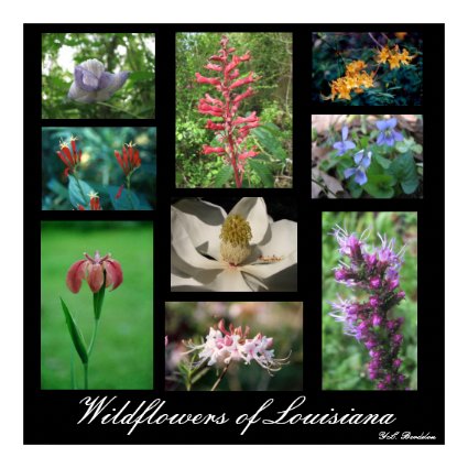 Wildflowers of Louisiana print