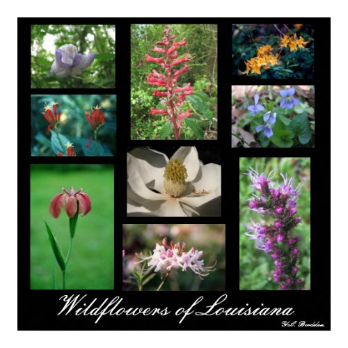 Wildflowers of Louisiana print