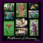 Wildflowers of Louisiana posters