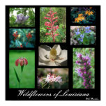 wild, flower, native flower, wildflowers,
