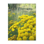 Wildflowers of Montana Post Cards