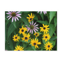 Wildflowers postcards