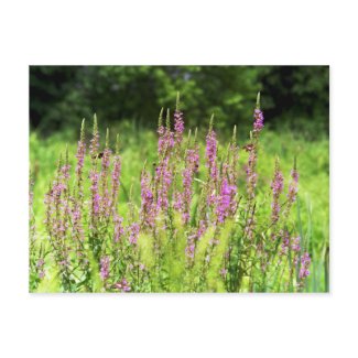 Wildflowers Postcard postcard