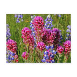 Wildflowers Postcards