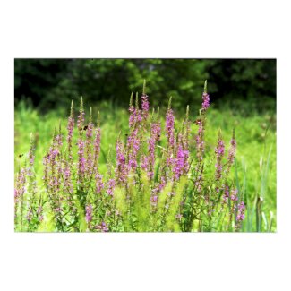 Wildflowers Poster print