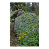 wildflowers posters