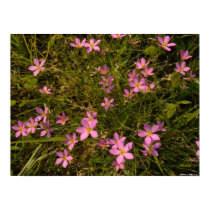 Wildflowers posters by bpgisme Wildflowers posters