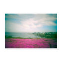 Wildflowers posters by jaquijoy Wildflowers posters