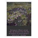 wildflowers posters by corvus wildflowers posters