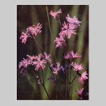 Wildflowers: Ragged Robin postcards