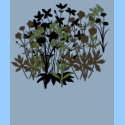 Wildflowers t-shirts