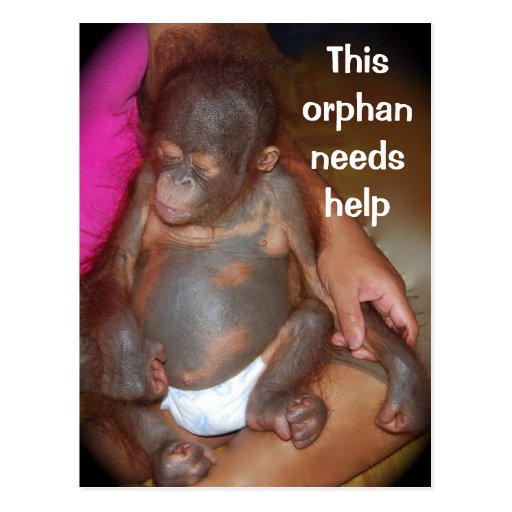 Wildlife Baby orphan - island of Borneo Post Card