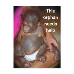 Wildlife Baby orphan - island of Borneo postcard