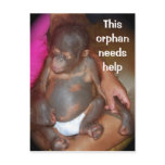 Wildlife Baby orphan - island of Borneo Post Card