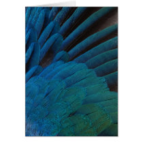 Wildlife Cards Series