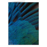Wildlife Cards Series