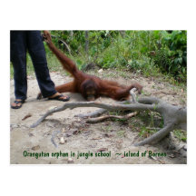 Wildlife Child Temper Tantrum Postcard