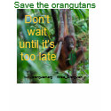 Wildlife Conservation - Orangutans t-shirts