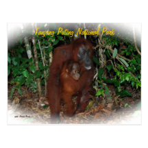 Wildlife Conservation Post Cards
