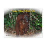 Wildlife Conservation Post Cards