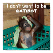 Wildlife Conservation Pouty Baby print