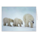 Wildlife-Following Mom cards by William63 Wildlife-Following Mom cards
