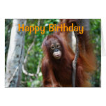 Wildlife Happy BVirthday cards