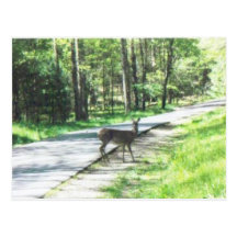 wildlife in the smokies #72 post card