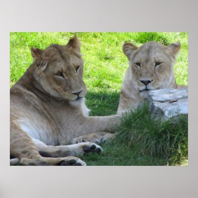 wildlife - Lions poster by mmersdesign
