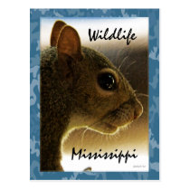 Wildlife Mississippi Gray Squirrel Postcard