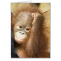 Wildlife notecards -  baby (version 2)