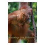 Wildlife of Indonesia cards