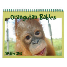 Wildlife Orangutan Babies Calendar