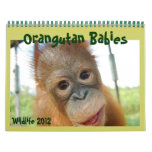 Wildlife Orangutan Babies Calendar