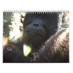Wildlife Photography 2011 Calendars Wildlife Photography 2011 Calendars